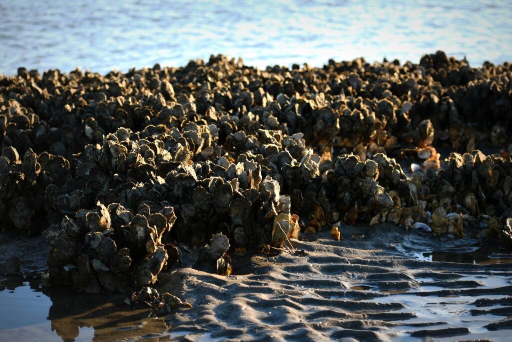 Oesters in Zeeuwse wateren tijdens laagwater - Ideale plek voor oester plukken Zeeland