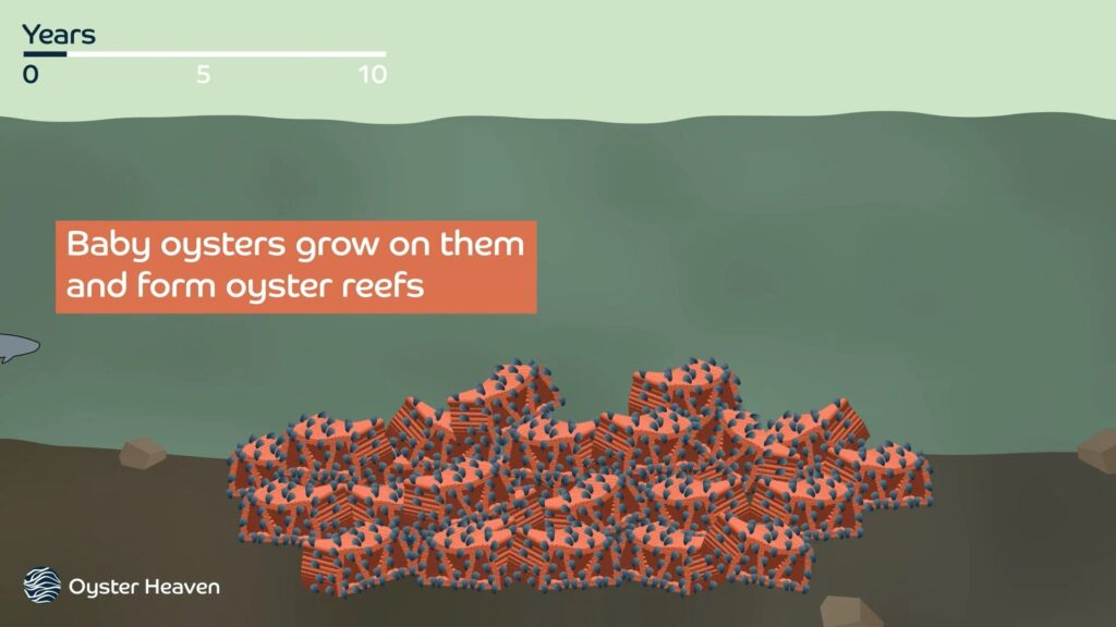 Oyster Heaven grow proces for Oyster Reef