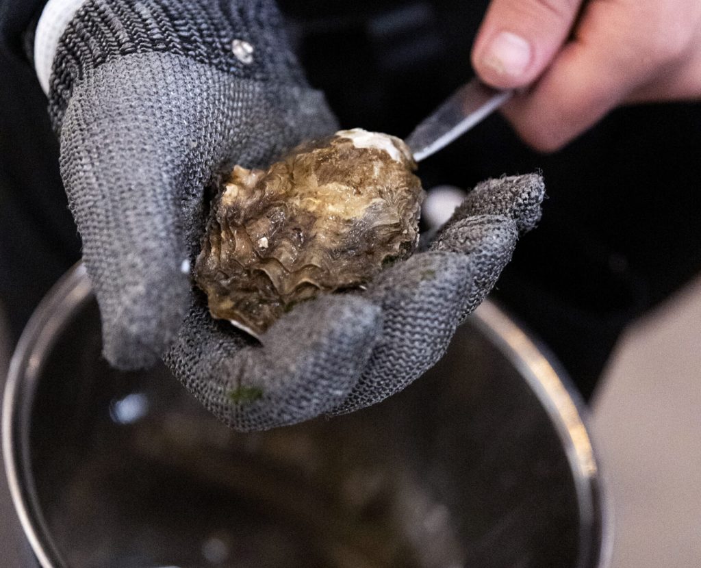 Mes in het scharnier van de oester steken tijdens het oester openen proces
